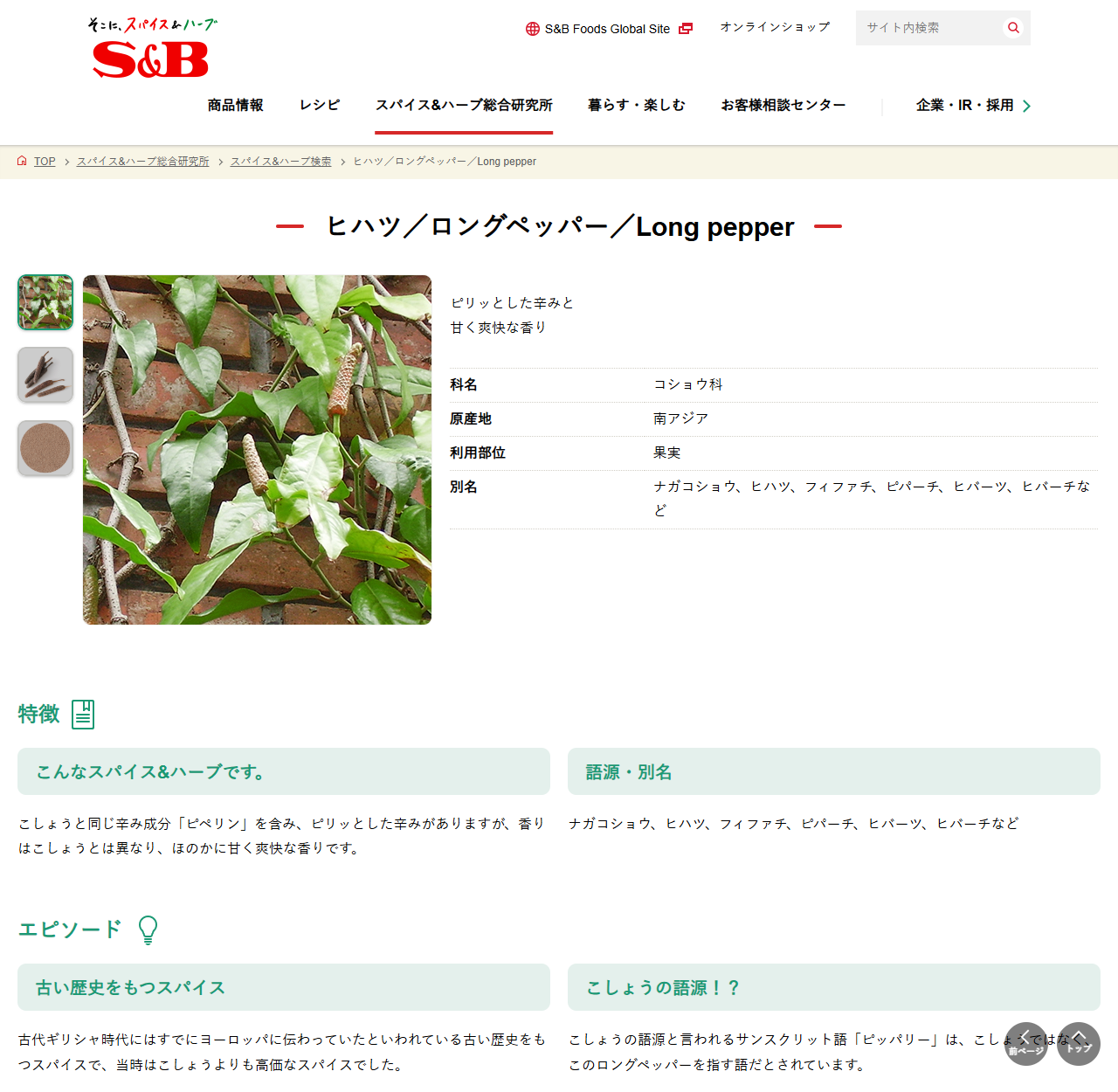 エスビー食品のスパイス&ハーブ検索「ヒハツ/ロングペッパー」のページの画面キャプチャ。科名コショウ科、原産地南アジア、利用部位果実、別名ナガコショウ・ヒハツ・フィファチ・ピパーチ・ヒバーツ・ヒバーチと表示されている