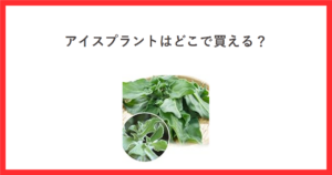ざるに盛られたアイスプラントの商品写真を使ったアイキャッチ