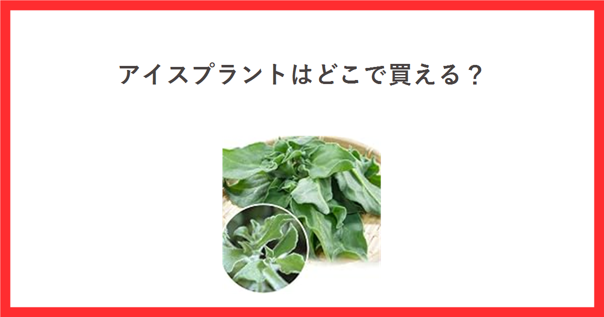 ざるに盛られたアイスプラントの商品写真を使ったアイキャッチ